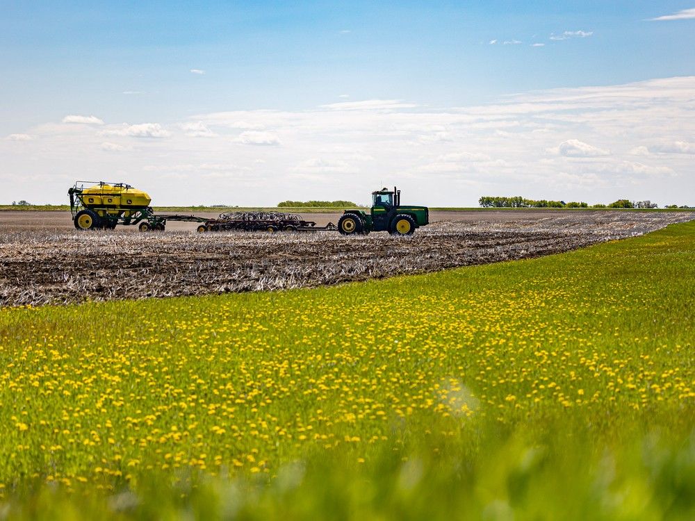 Prairie farmers can’t rotate crops on a dime, but tariffs leave them uncertain about what to do next