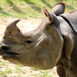 New Study Shatters Long-Held Beliefs About One-Horned Rhinos