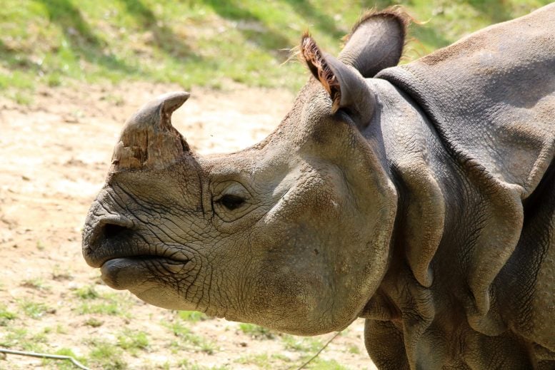 New Study Shatters Long-Held Beliefs About One-Horned Rhinos